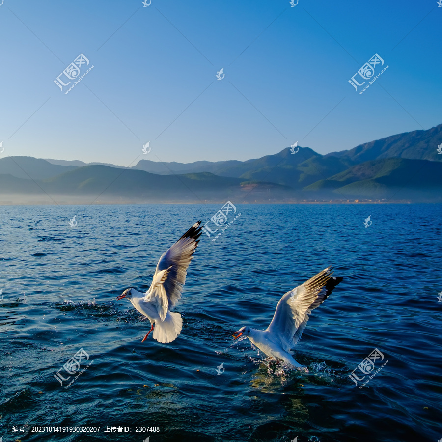 云南泸沽湖景区海鸥动态抓拍