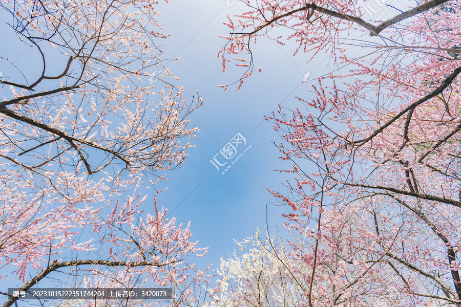 南京雨花台风景区梅岗的梅花