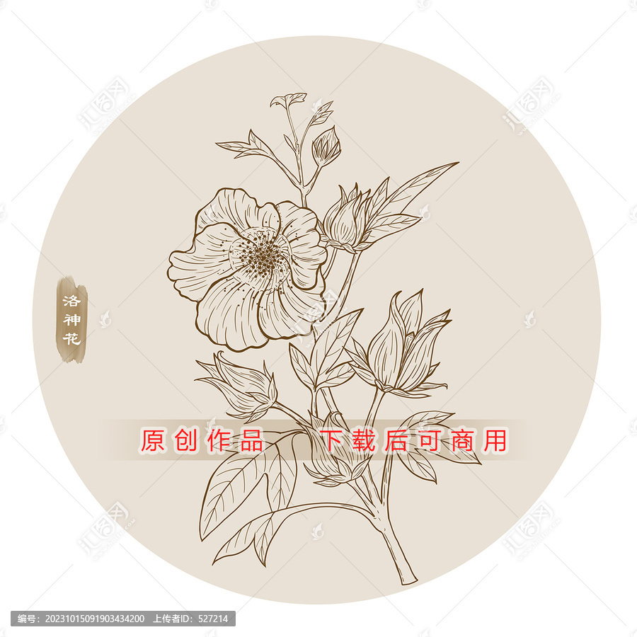 線描洛神花