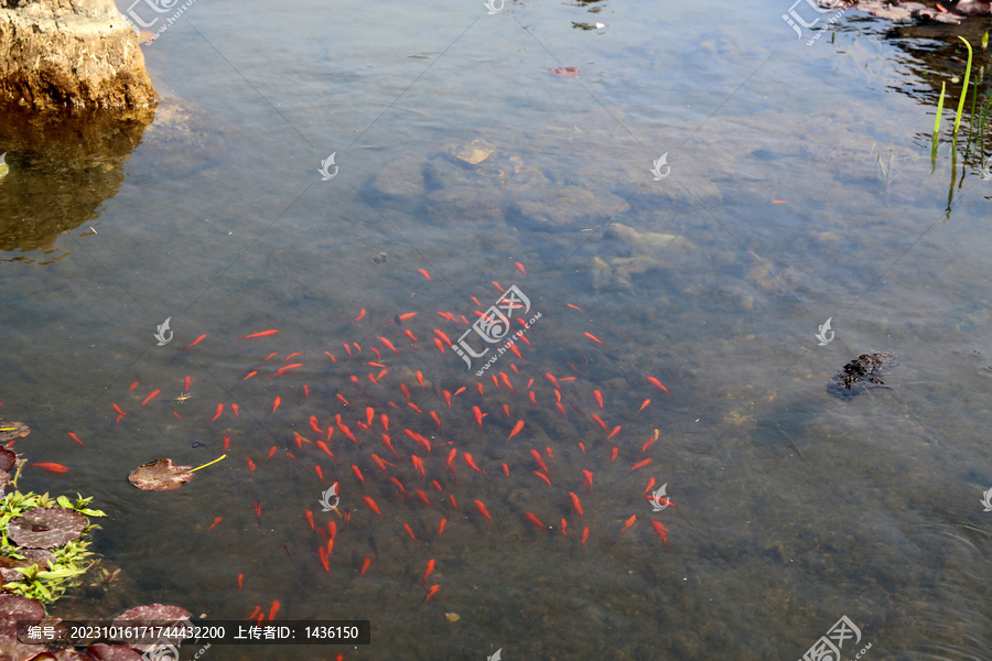 水塘小红鱼
