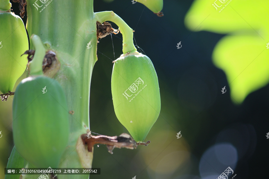 木瓜树果实高清特写