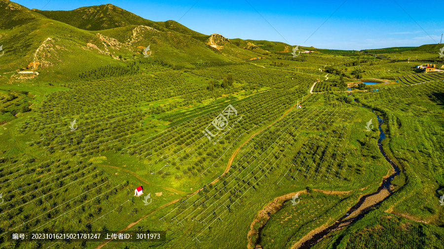 沙果种植