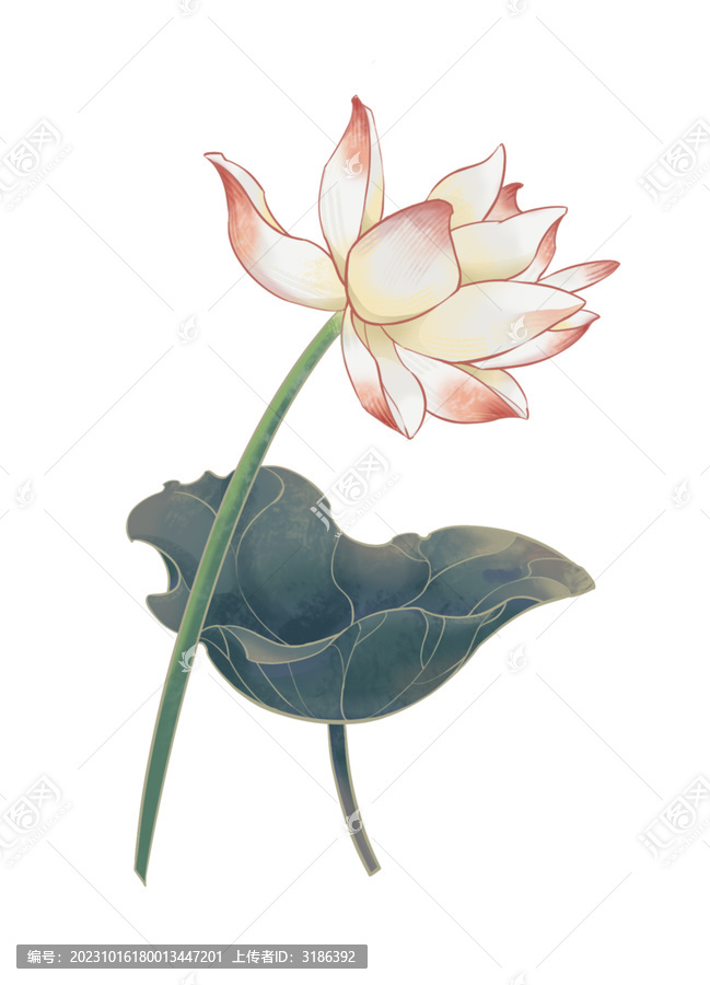 荷花荷葉組合