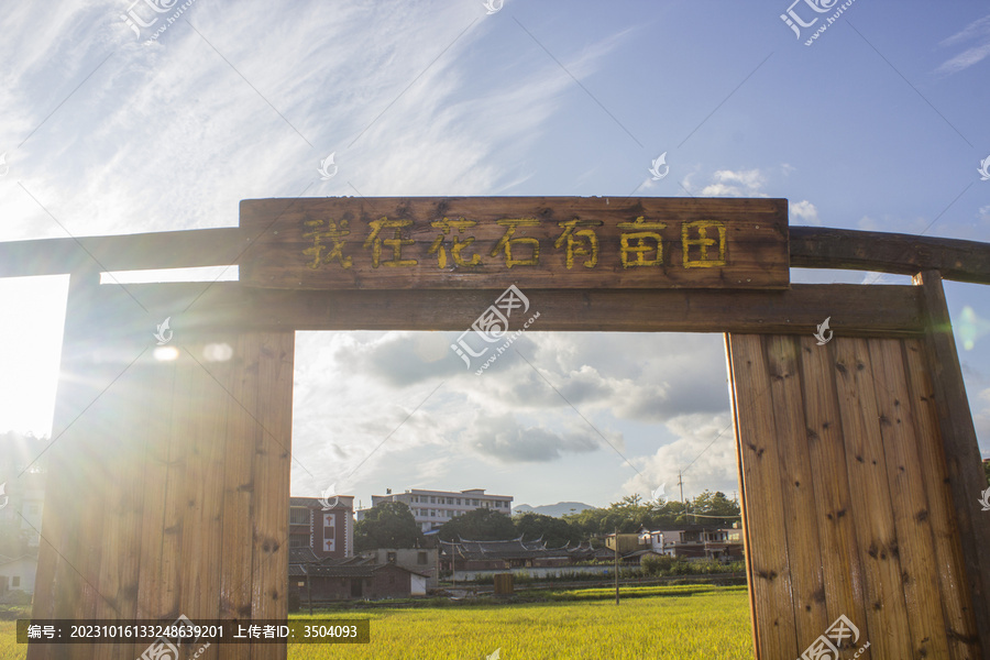 永春花石村金色稻田