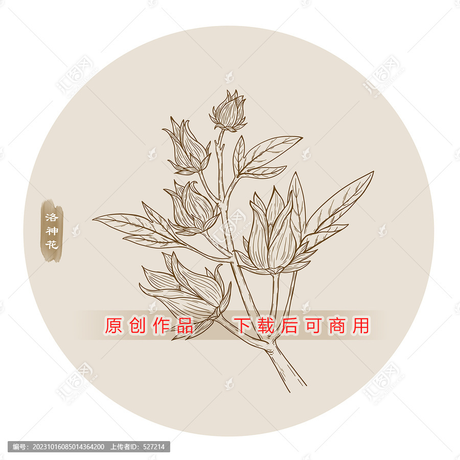 線描洛神花