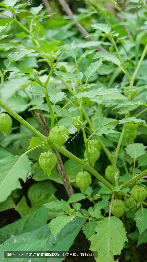 灯笼果种植