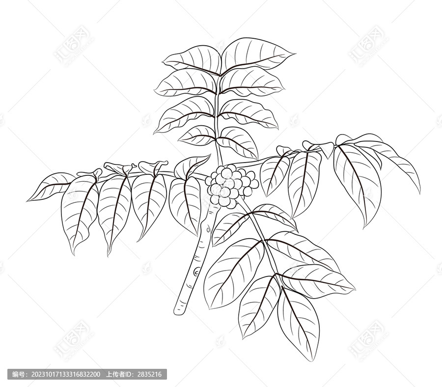 黃柏線稿