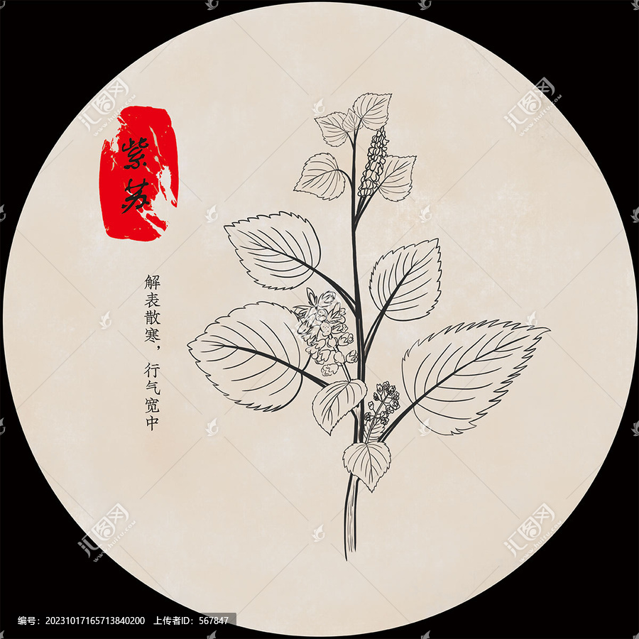 手繪紫蘇黑白線描
