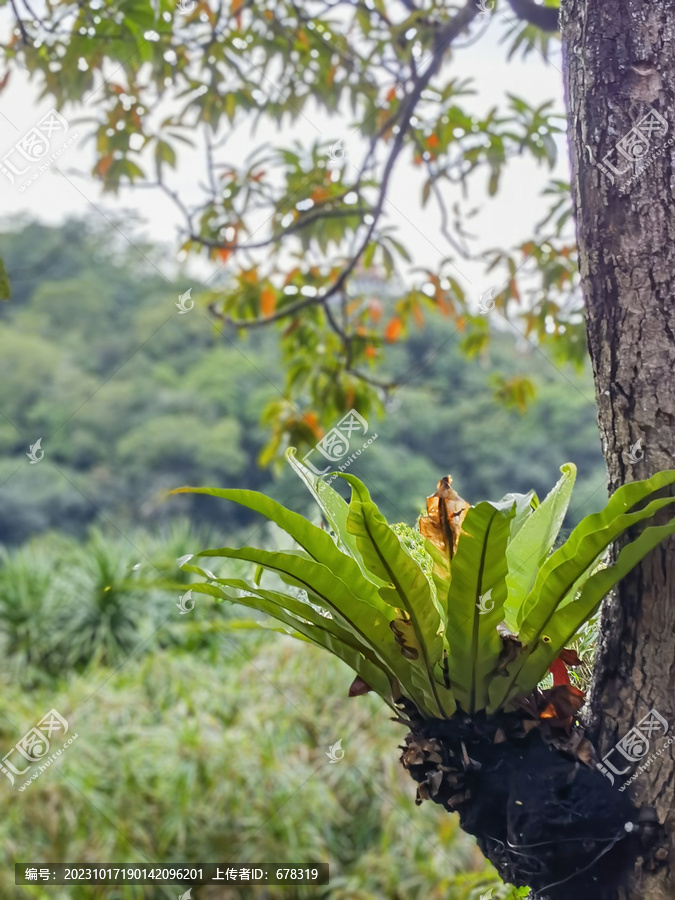 深圳仙湖植物园