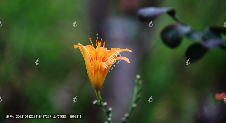 萱草花特写