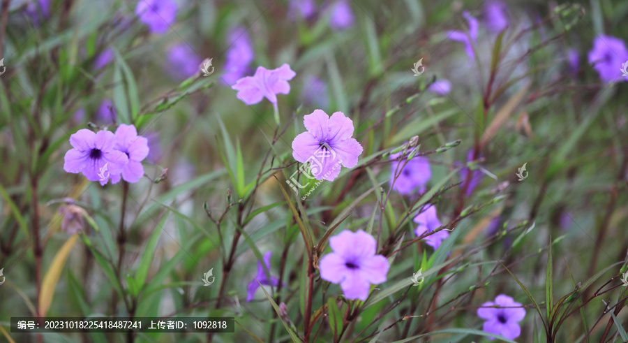 兰花草