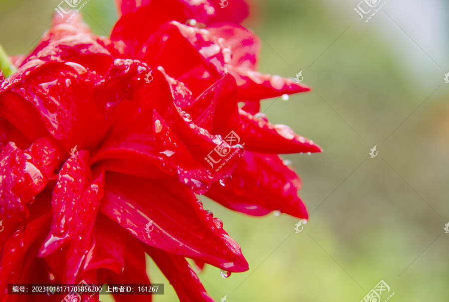 秋雨大丽花娇艳欲滴