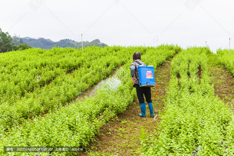 打农药