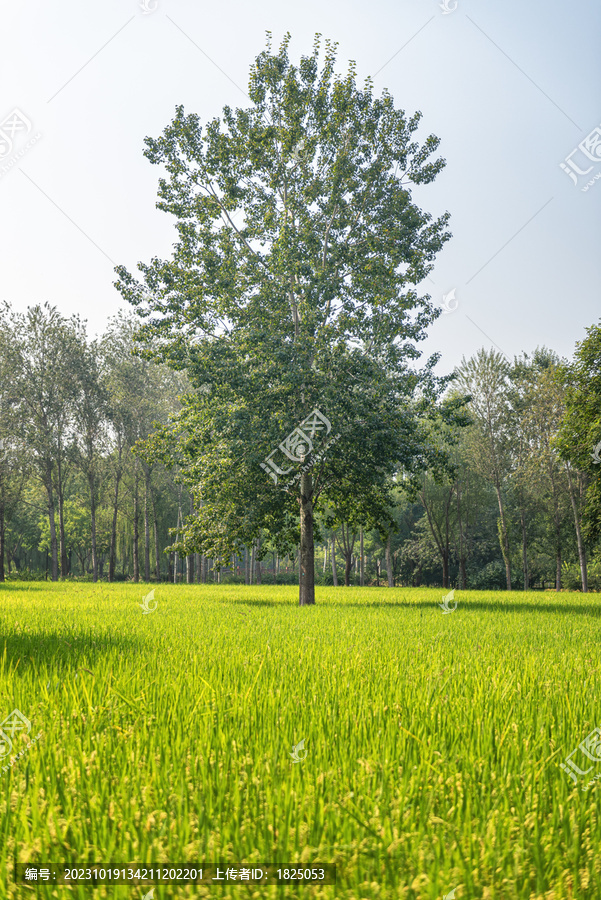 阳光下的稻田大树自然风光