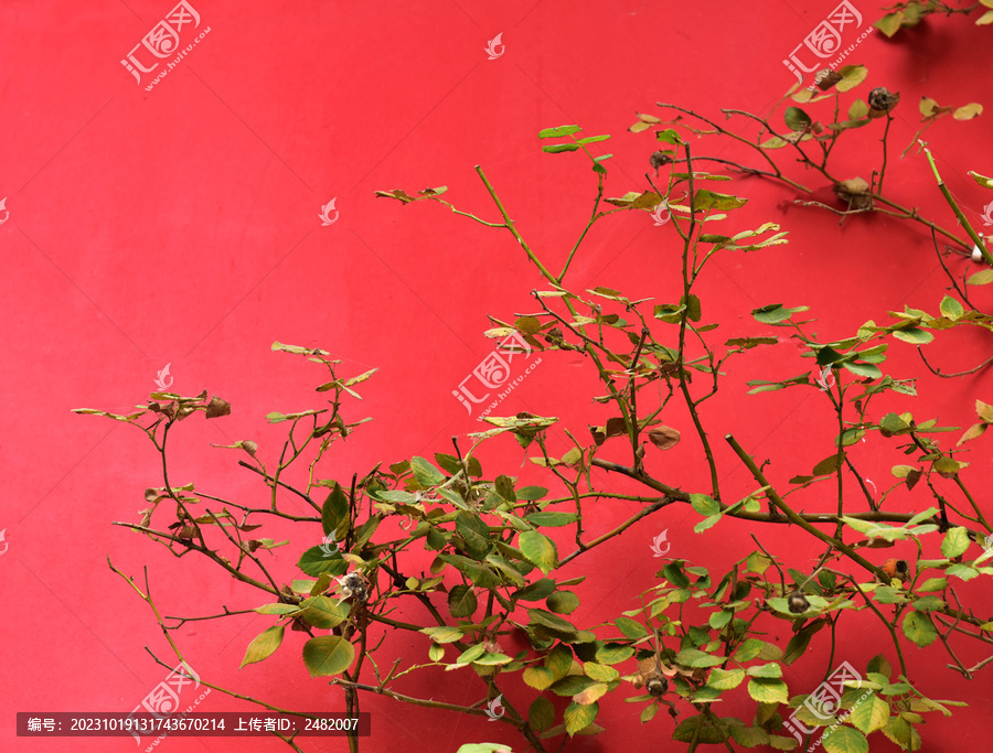 红墙绿色枝叶