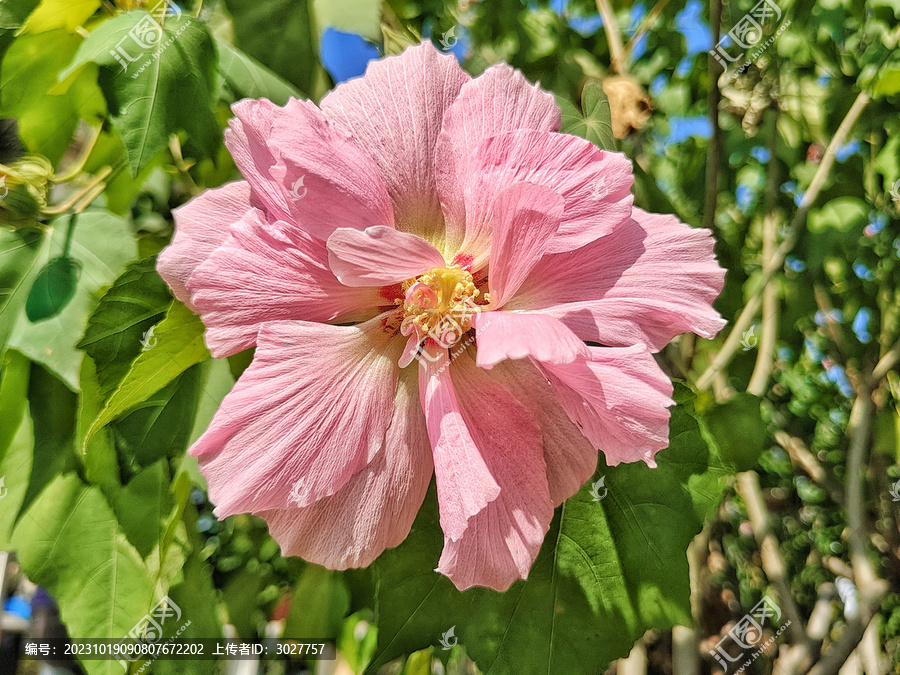 木芙蓉花