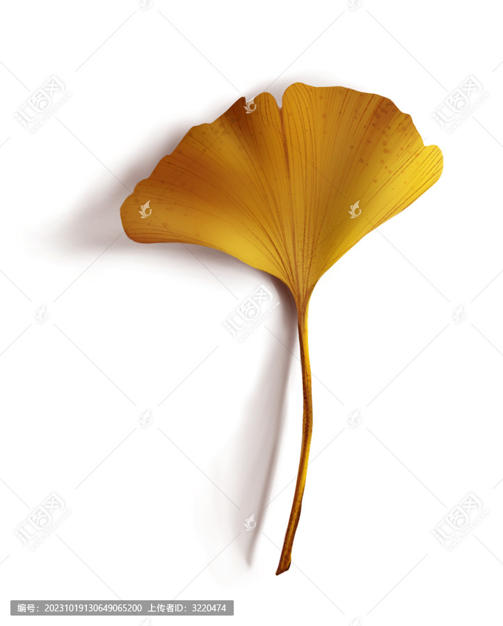 樹葉