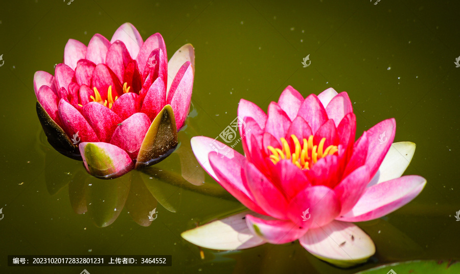 上海松江醉白池风光