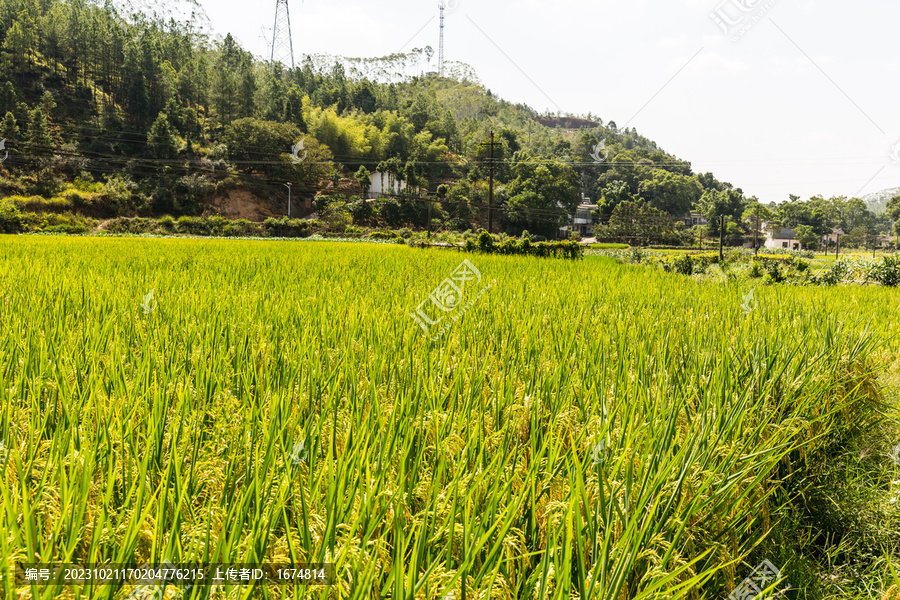 稻田