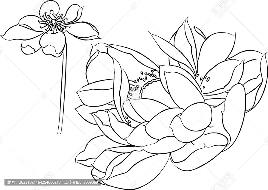 荷花矢量圖
