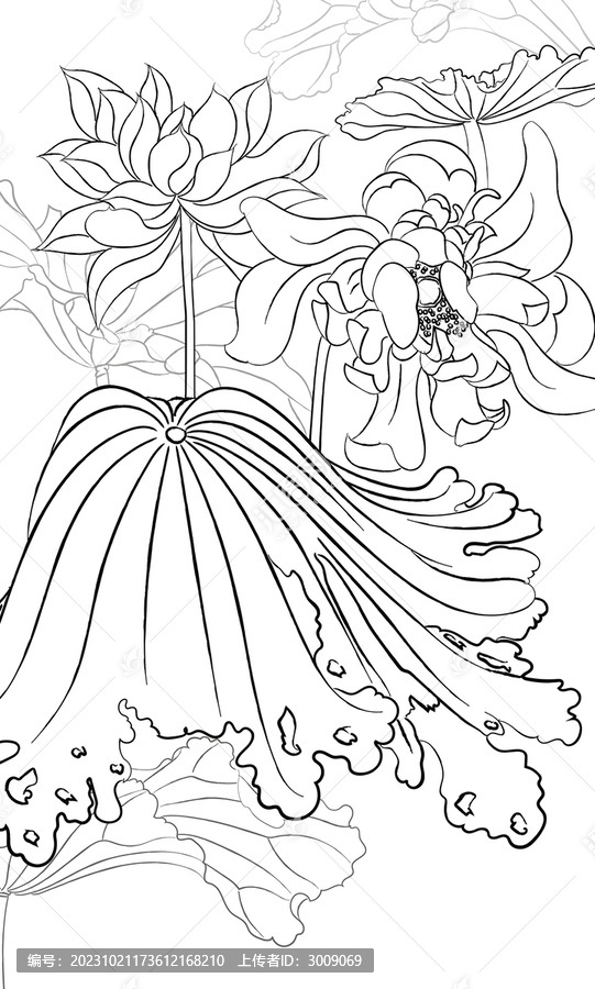 荷花白描
