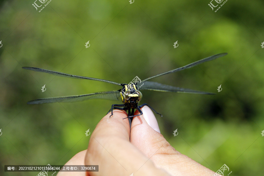 手里拿着一只蜻蜓