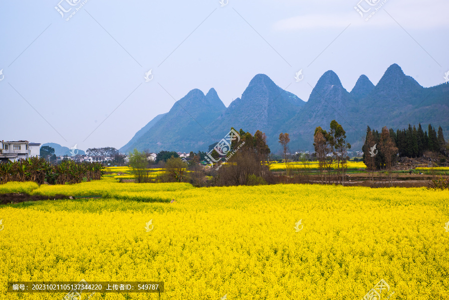 山村油菜花