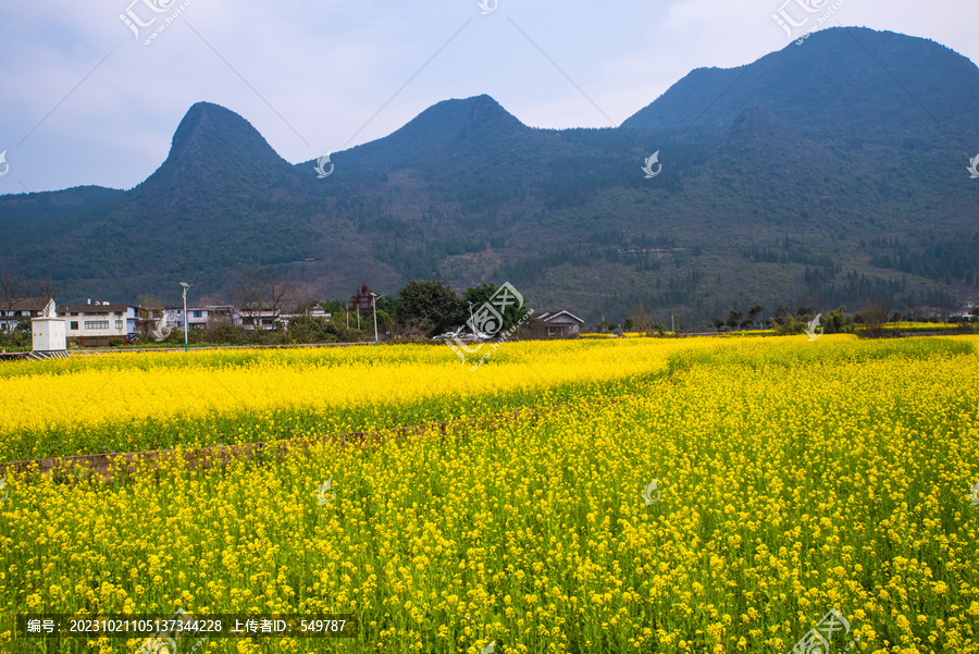 山村油菜花