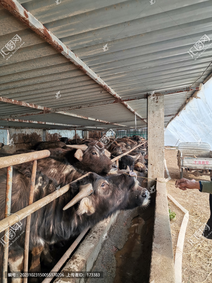 牛棚内的水牛们