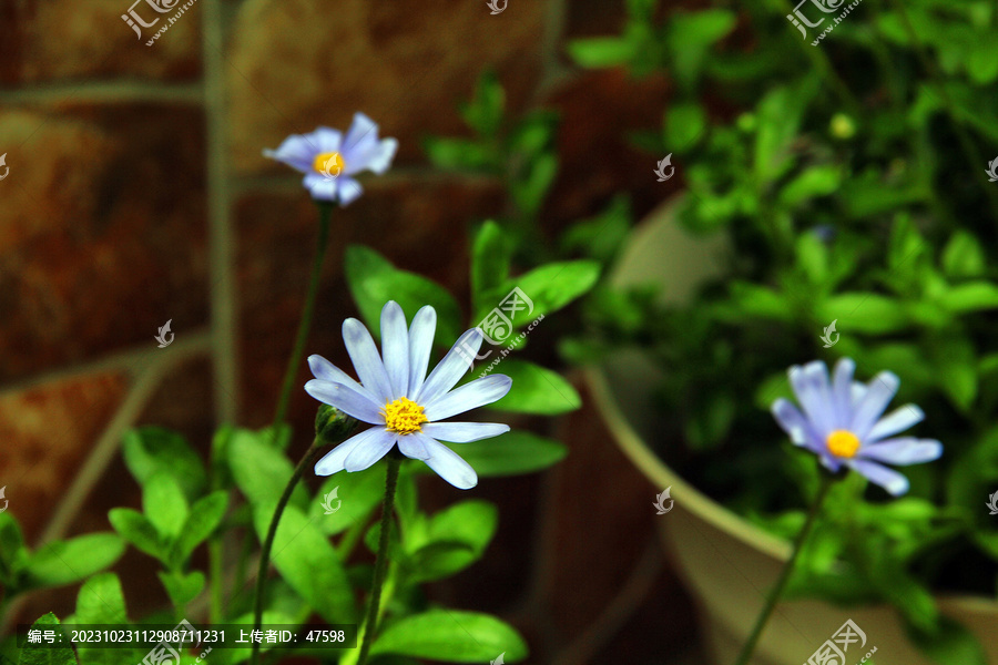 蓝色小菊花雏菊