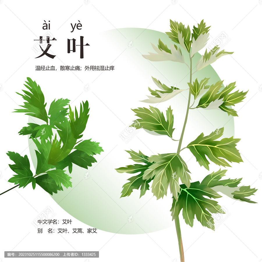 艾草插畫