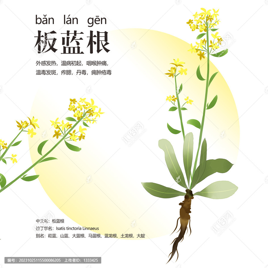 板藍根