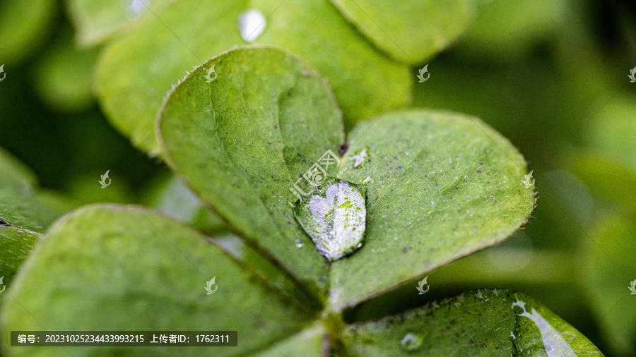 露水