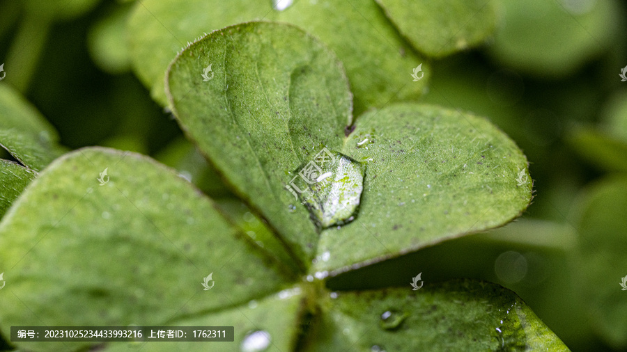 露水