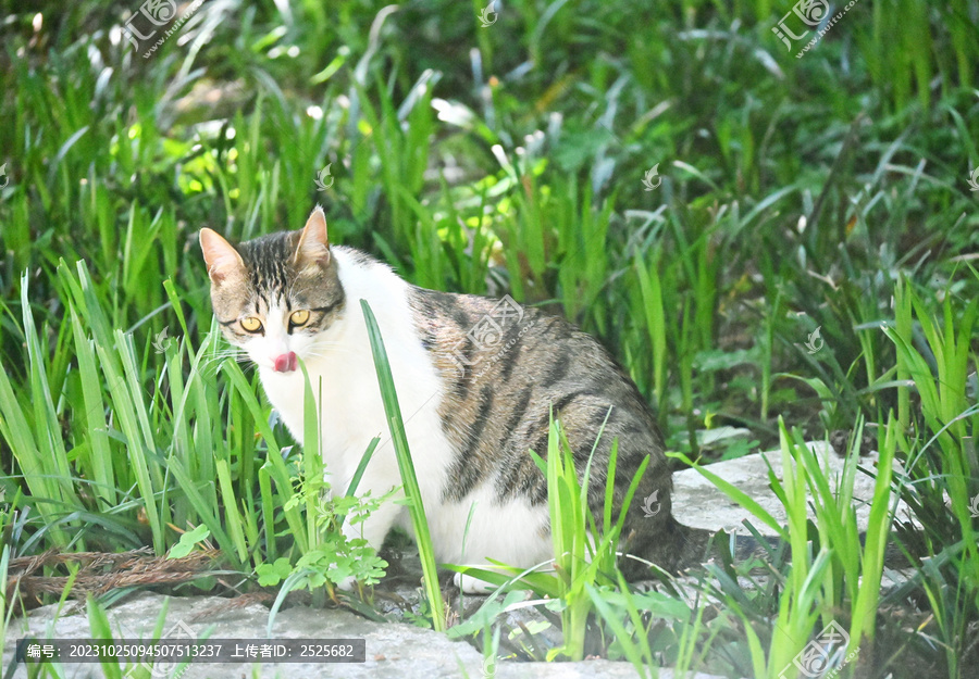 野猫