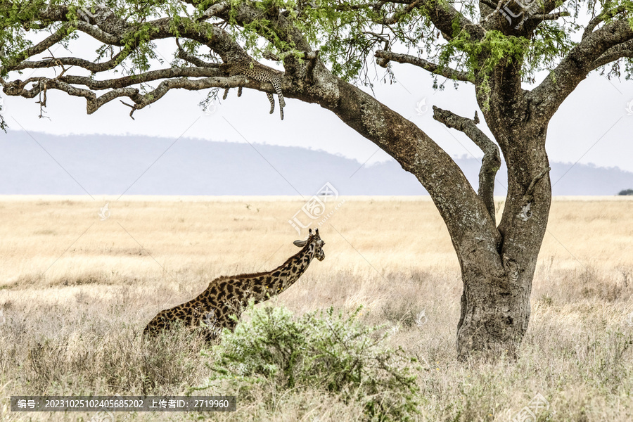 树上的花豹树下的长颈鹿