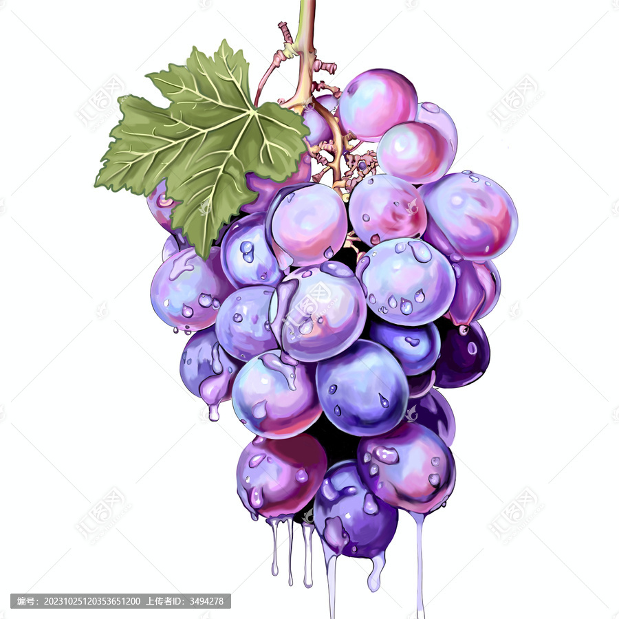 葡萄插畫