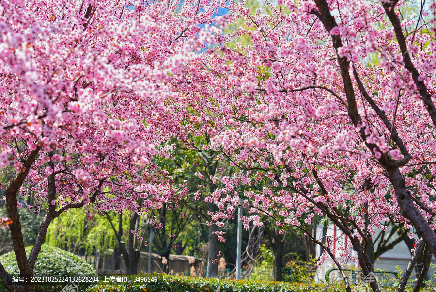 桃花林