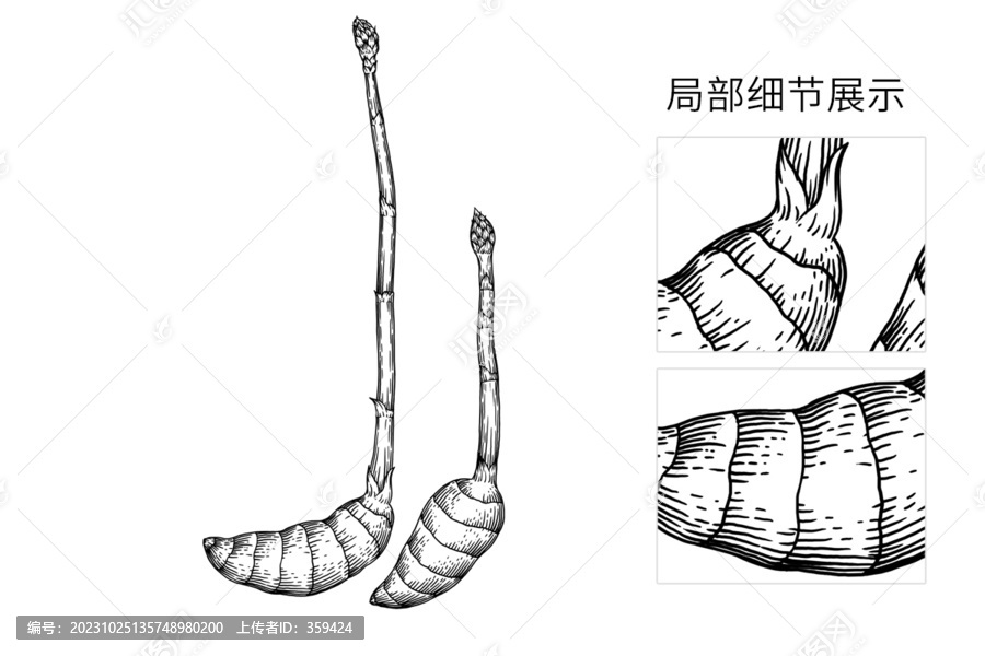 手繪天麻