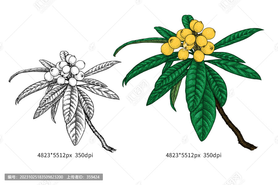 枇杷插圖