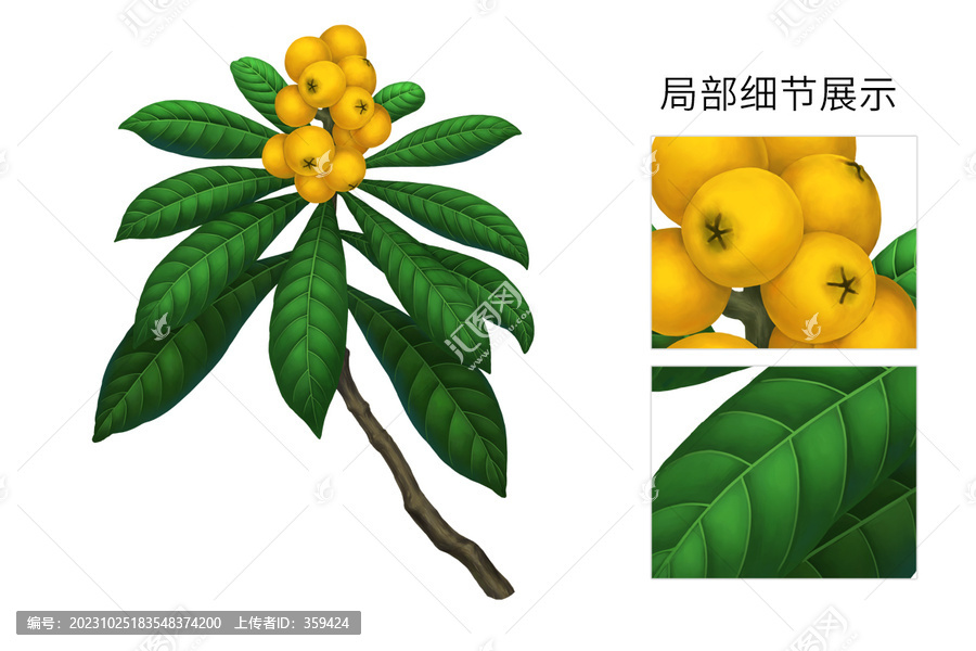 枇杷