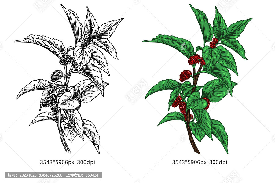 桑葉插圖