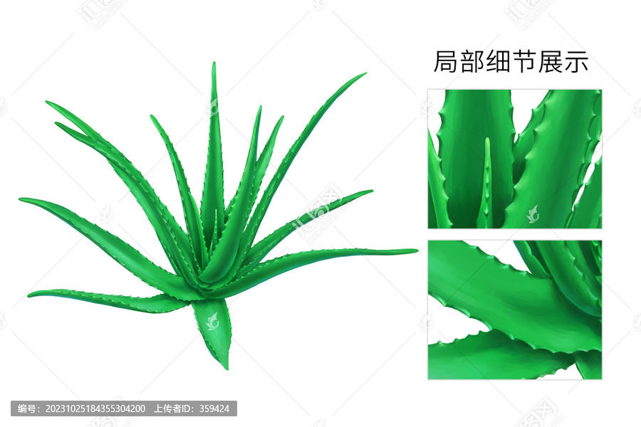 手繪蘆薈