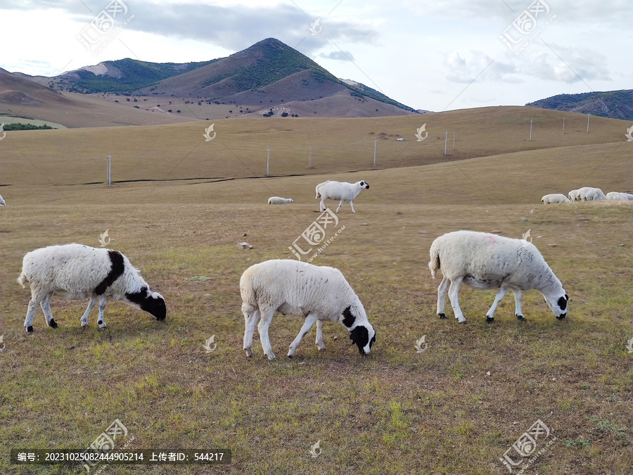 山坡吃草的绵羊羊群