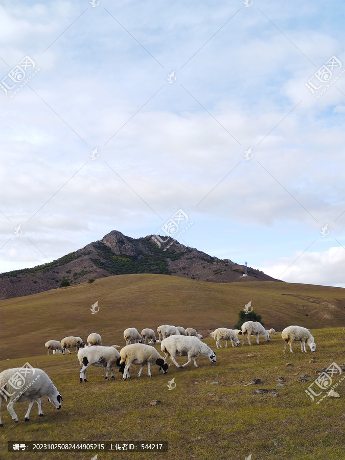 绵羊在山坡吃草秋景