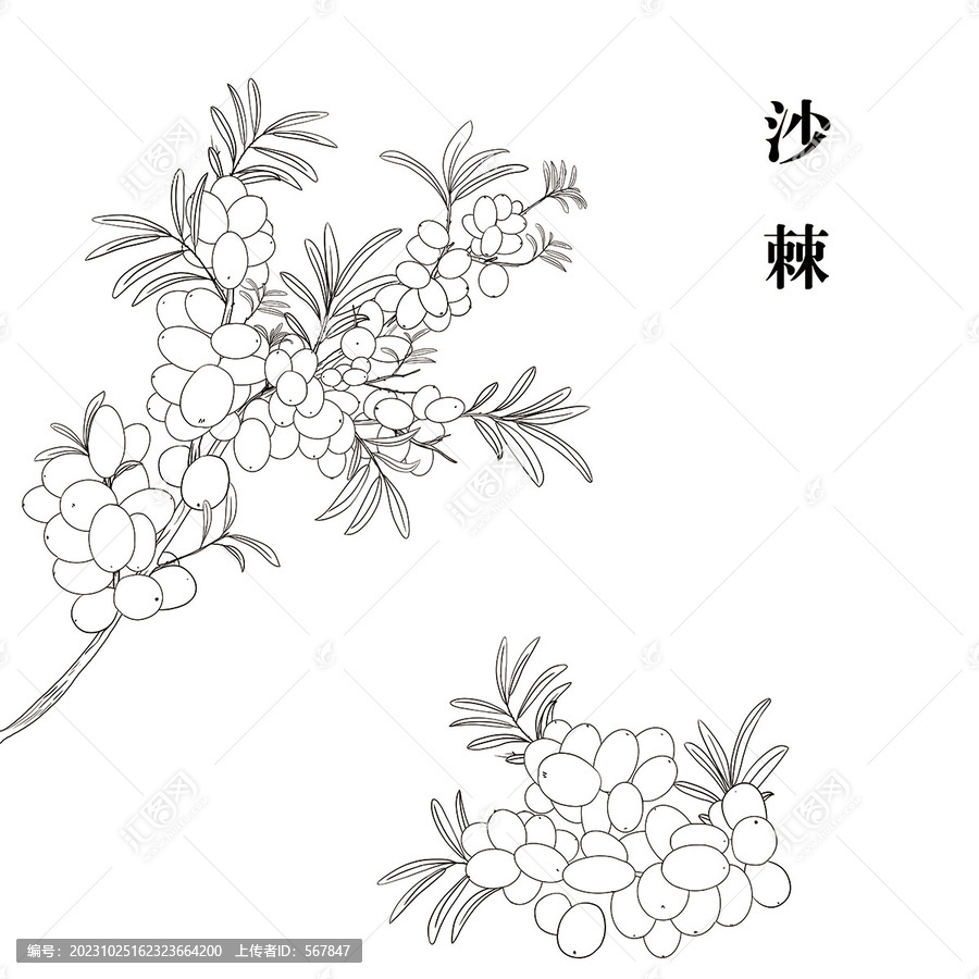 沙棘黑白線描插畫