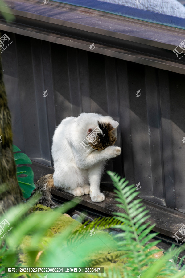 洗脸的猫