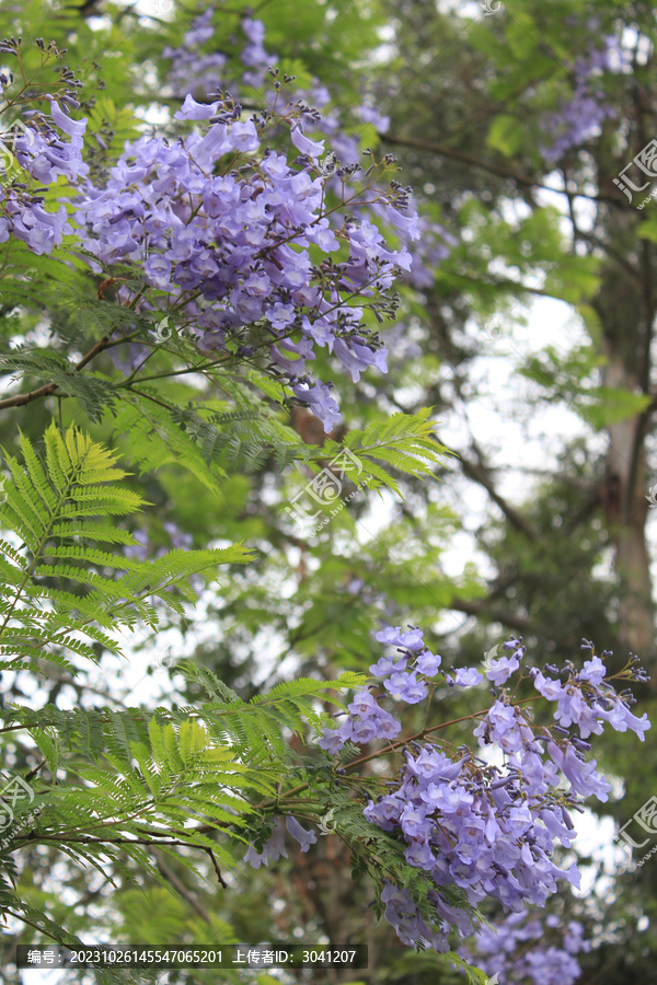 蓝花楹花枝