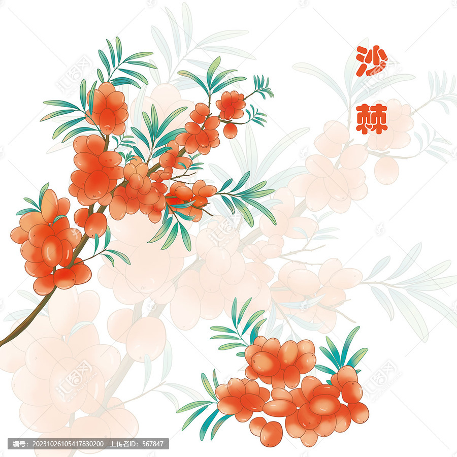 手繪沙棘插畫