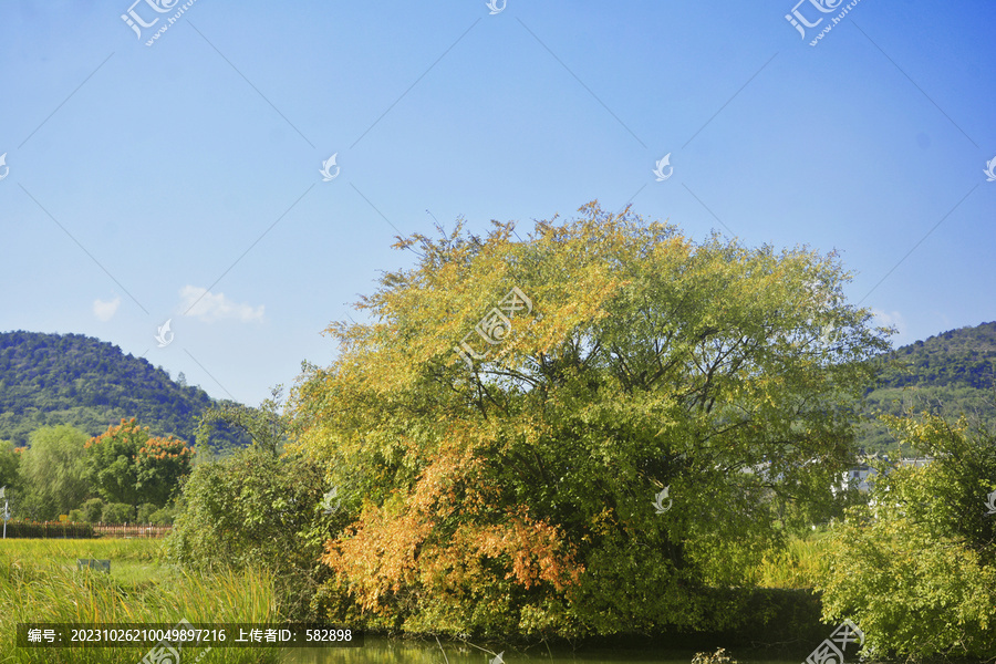 秋天树景